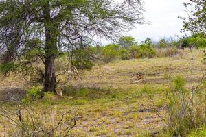 leões no safari no parque nacional mpumalanga kruger na áfrica do sul. foto