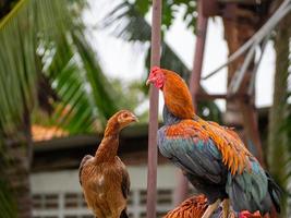 galinha e natureza foto