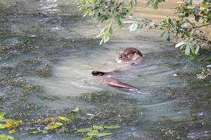 lontra euro-asiática nadando em um lago cheio de algas