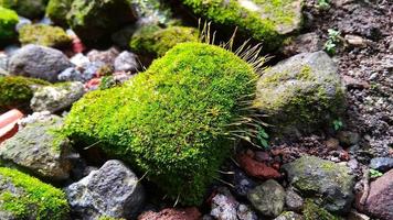 alfineteiro musgo leucobryum glaucum cresce nas rochas. a foto foi tirada em cirebon west java indonésia