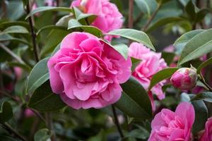 camélia rosa em plena floração no leste de grinstead foto