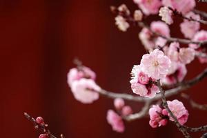 ameixa de flor de primavera, uma flor de ameixa desabrochando foto