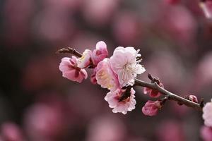 ameixa de flor de primavera, uma flor de ameixa desabrochando foto