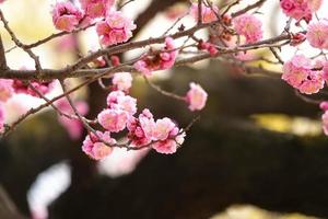 ameixa de flor de primavera, uma flor de ameixa desabrochando foto