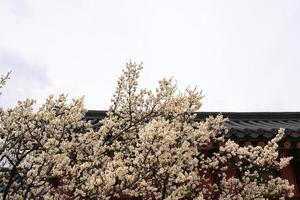ameixa de flor de primavera, uma flor de ameixa desabrochando foto