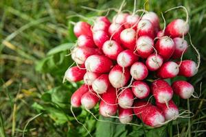 rabanete vegetais frescos alimentos orgânicos lanche ao ar livre cópia espaço comida fundo vegetariano vegano ou vegetariano foto