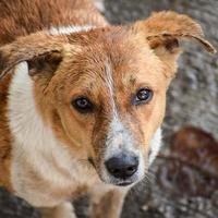 cachorro de rua em busca de comida incrível, cachorro na área de velha delhi chowk em nova delhi, índia, fotografia de rua de delhi foto