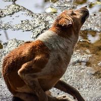 cachorro de rua em busca de comida incrível, cachorro na área de velha delhi chowk em nova delhi, índia, fotografia de rua de delhi foto