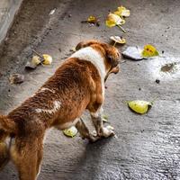 cachorro de rua em busca de comida incrível, cachorro na área de velha delhi chowk em nova delhi, índia, fotografia de rua de delhi foto