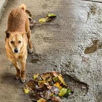 cachorro de rua em busca de comida incrível, cachorro na área de velha delhi chowk em nova delhi, índia, fotografia de rua de delhi foto