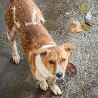 cachorro de rua em busca de comida incrível, cachorro na área de velha delhi chowk em nova delhi, índia, fotografia de rua de delhi foto