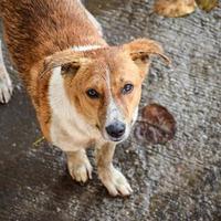 cachorro de rua em busca de comida incrível, cachorro na área de velha delhi chowk em nova delhi, índia, fotografia de rua de delhi foto