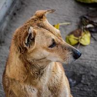 cachorro de rua em busca de comida incrível, cachorro na área de velha delhi chowk em nova delhi, índia, fotografia de rua de delhi foto