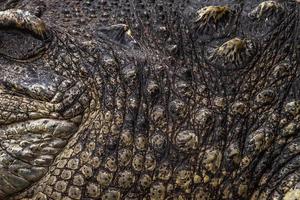 fechar a textura de fundo de pele de crocodilo foto