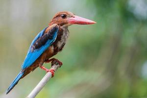 fechar o martim-pescador comum na natureza foto