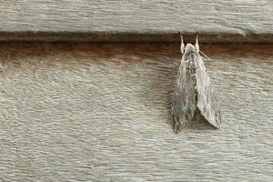psilogramma increta em madeira marrom, detalhe de borboleta noturna foto