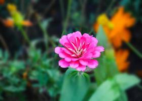 flores de zínia rosa em plena floração, fundo desfocado suave foto