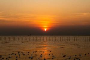 paisagem de gaivotas voando durante o pôr do sol à noite. foto