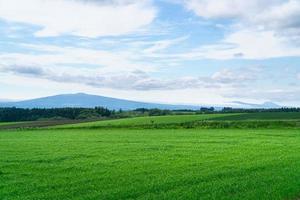 verão em hokkaido com campos de grama de trigo de natureza verde. foto