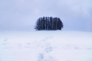 grupo de cena de neve de pinheiro no inverno. foto