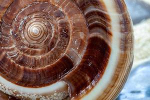 close-up da construção em espiral de uma concha em forma de cone