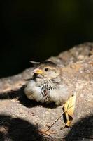 pardal bebê descansando em uma pedra ao sol foto