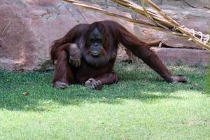 fuengirola, andalucia, espanha, 2017. orangotango no bioparc foto