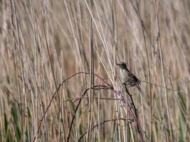 toutinegra de junco em covehithe em suffolk foto