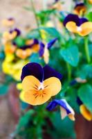 violas presas a uma parede em pienza toscana foto