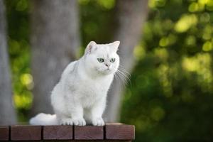 gato shorthair britânico ao ar livre foto