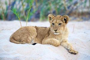 sul-africano, leão, série, # 9, real, filhote, tiro frontal foto