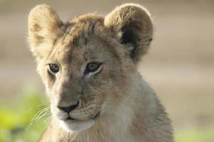 filhote de leão africano foto