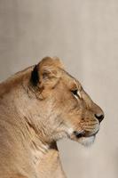 perfil de close-up de uma leoa africana foto