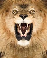 Rei Leão foto