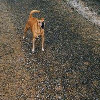 cachorro latindo na estrada foto