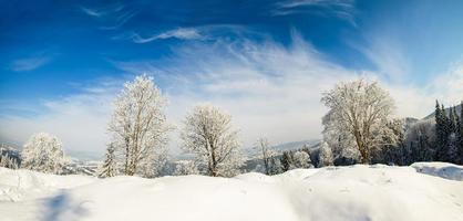 árvore de inverno em um campo com céu azul foto