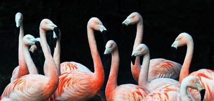 grupo flamingo foto