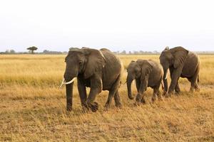 elefantes masai mara foto