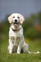 feliz e sorridente cachorro golden retriever