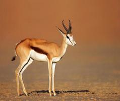 gazela em planícies arenosas do deserto