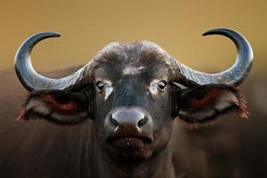 retrato de vaca de búfalo africano