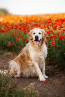 cão labrador retriever. cão retriever dourado na grama. adorável cachorro em flores de papoula.