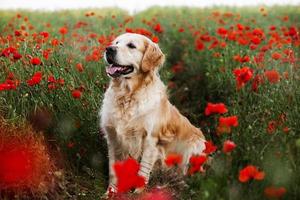 cão labrador retriever. cão retriever dourado na grama. adorável cachorro em flores de papoula. foto