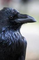 retrato de pé de corvo preto - corvo comum