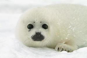 filhote de foca bebê no gelo no Atlântico Norte foto