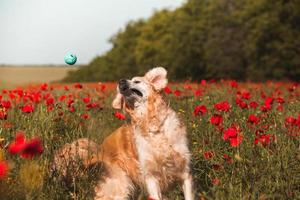cão labrador retriever. cão retriever dourado na grama. adorável cachorro em flores de papoula. foto