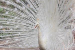 pavão branco com penas mostra vista lateral foto