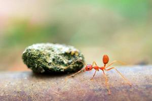 mundo minúsculo da formiga (macro, ambiente de foco seletivo no fundo da folha)