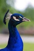 perfil de pavão indiano masculino foto