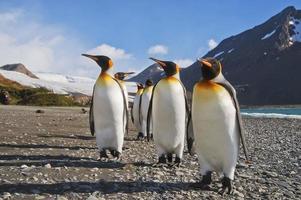 paraíso dos pinguins foto